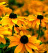 black-eyed susan