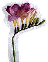 freesia