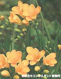 freesia