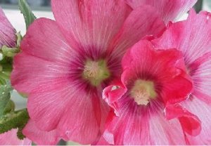 hollyhocks