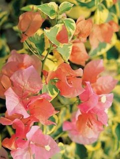 bougainvillea