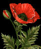 poppy