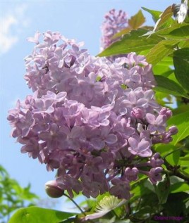 purple lilacs