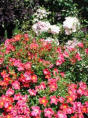 roses
