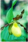 lady's slipper
