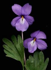 violet