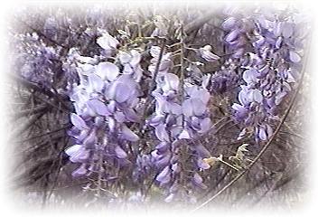 wisteria