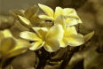 yellow jasmine